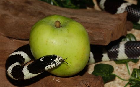 Free Images Apple Black And White Fruit Food Green Paradise