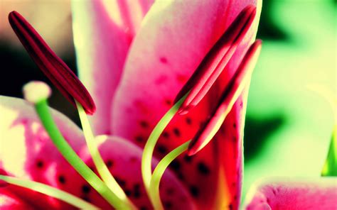 Find the large collection of 84000+ pink flowers background images on pngtree. Flower Backgrounds Tumblr | PixelsTalk.Net