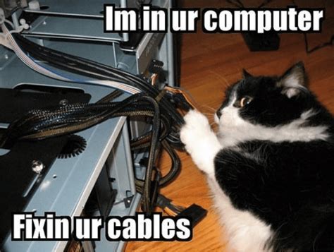 Cats From Tech Support Who Are Here To Help You Fix Your Computer