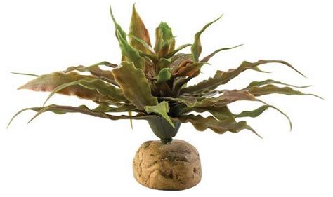 Can you give your bearded dragon cilantro? Top 10 Safe Plants For a Bearded Dragon Cage (Plus What ...