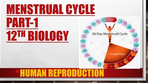 Menstrual Cycle Ovarian Cycle Part 112th Biology Human Reproduction