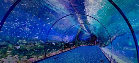 Middle Easts Largest Aquarium Set To Open In Abu Dhabi The Filipino
