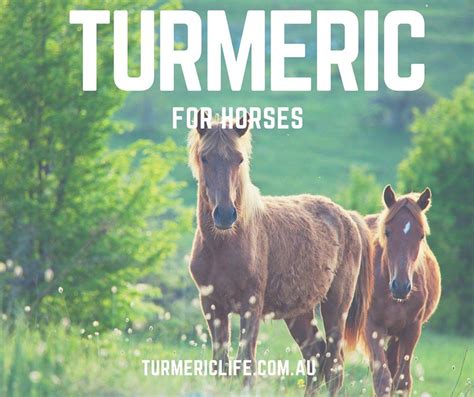 1 ways to abbreviate golden horses health sanctuary. turmeric for horses | Horses, Animal reiki, Horse care