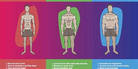 Endomorph Ectomorph Mesomorph What Does It Mean For Your Diet And