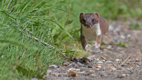 Stoats And Weasels Flickr