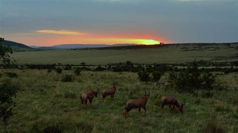 Sunrise In Maasai Mara National Reserve Kenya