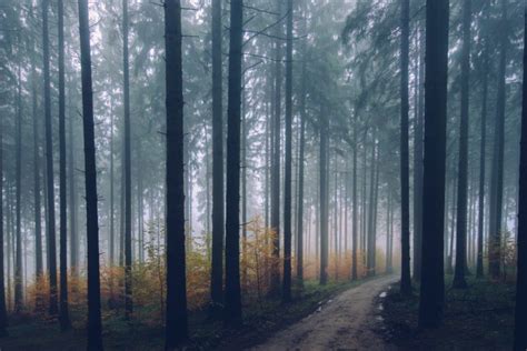 Nature Trees Road Path Forest Mist Depth Of Field Hd Wallpapers