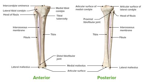 Tibial Anatomy