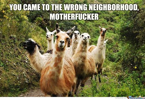 18 Hilarious Llama Memes Thatll Make You Adore Them In An