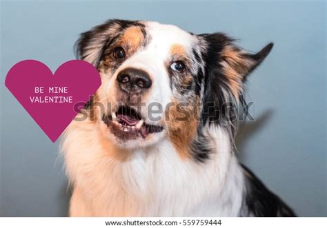Australian Shepherd Dog Valentines Day Heart Stock Photo Edit Now