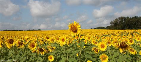 Wallpaper Flowers Sky Field Yellow Clouds Maryland Sunflowers