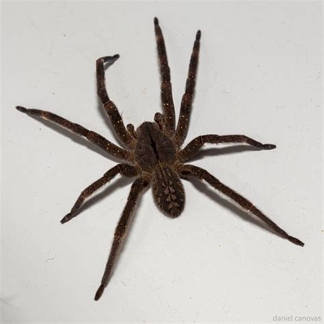 Brazilian Wandering Spider Phoneutria Nigriventer Flickr
