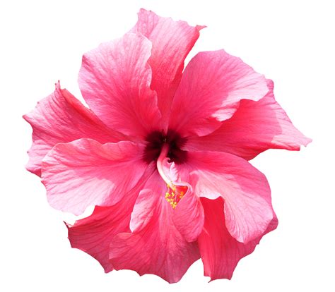 Hibiscus Png Transparent Images Pictures Photos Png Arts