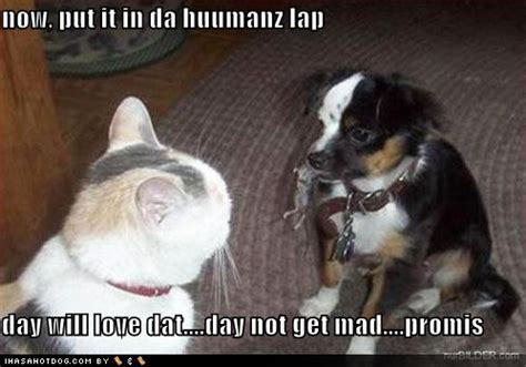 Funny cat and dog pictures. Funny dog and cat pictures |Funny Animal