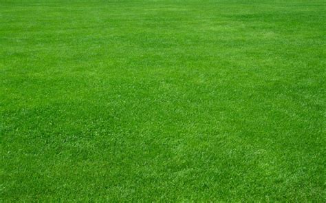 Can I Mix Kentucky Bluegrass With Tall Fescue Obsessed Lawn