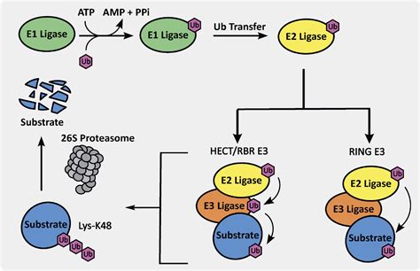 frontiers exploration of aberrant e3 ligases implicated in alzheimer s disease and development