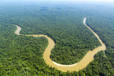 Découvrez Lamazonie Une Large Forêt Tropicale Au Nord Du Brésil