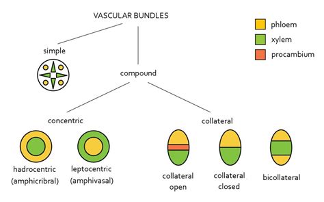 Types Of Vascular Bundles Vascular Bundles Plant Science