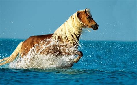 Wonderful Horse Running In The Water Hd Animal Wallpaper