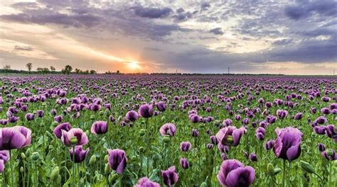 Pin By My Interests Loves Passions On Fields Of Flowers Landscape