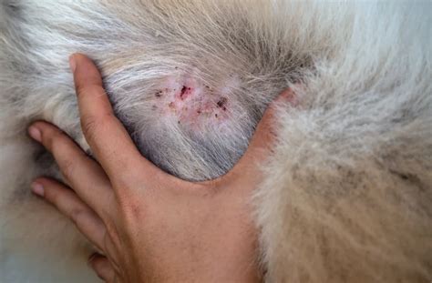 How To Treat Contact Dermatitis In Dogs