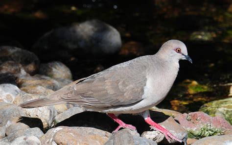 White Tipped Dove Audubon Field Guide