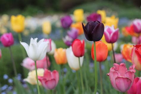 Tulip Description Flower Cultivation Facts Britannica