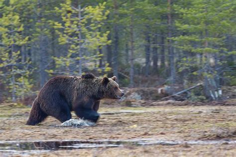 What Is The National Animal Of Russia Whatsanswer