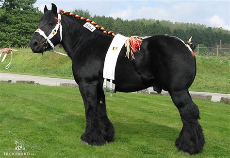 belgian draft horse brabant drafthorse trekpaardnet