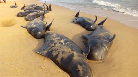 Dead Whale In Philippines Had 40 Kg Of Plastic Trash In Stomach