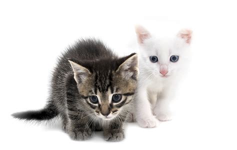 Eight Reasons To Adopt Two Kittens Sydney Dogs And Cats Home