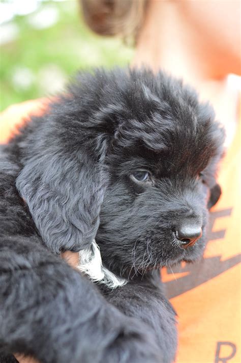 Newfoundland puppies ready for there new homes on the 21st feb , i have females and males available, and a mixture of colours(brown and white here we have for sale our lovely litter of eight newfoundland puppies we have 6 boys and two girls. Beautiful Newfoundland Puppies For sale in Colorado ...