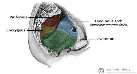 The Pelvic Floor Structure Function Muscles Teachmeanatomy