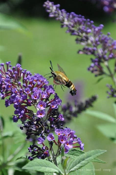 The Garden Roof Coop Snowberry Clearwing