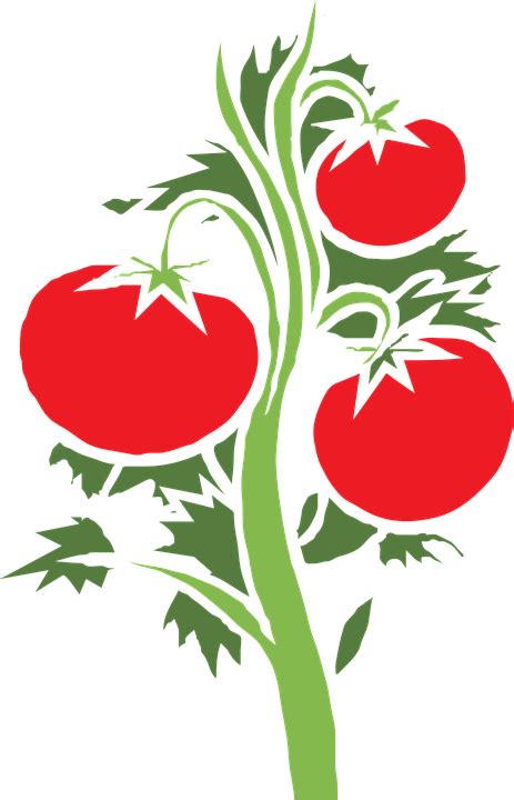 식물 토마토 거대한 Pixabay의 무료 벡터 그래픽 Pixabay