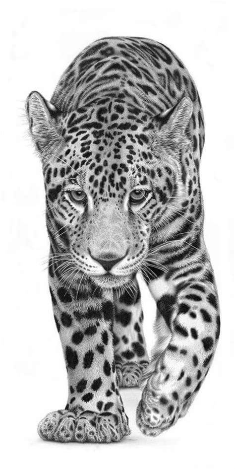 Check spelling or type a new query. Jaguar drawing | Big cats art, Animal drawings, Animals