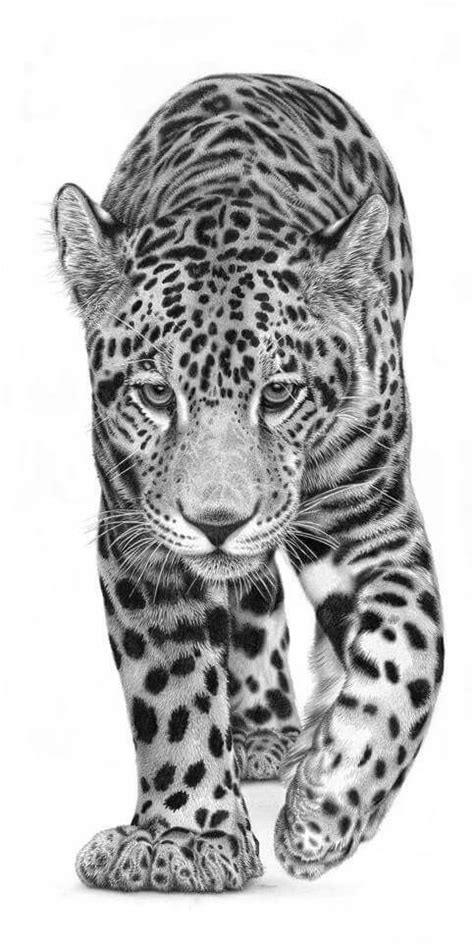 Its distinctively marked coat features pale yellow to tan colored fur covered by. Jaguar drawing | Big cats art, Animals, Pencil drawings of ...