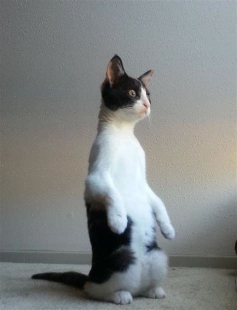 Cats Standing On Their Hind Legs Barnorama