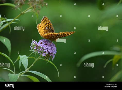 Insect Great Spangled Fritillary Butterfly Stock Photo Alamy