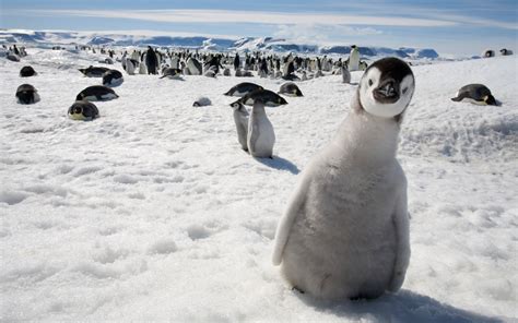 Nature Animals Wildlife Birds Penguins Baby Animals Snow Hd Wallpaper