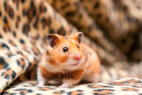 Hamster Behaviour Taming Your Hamsters Burgess Pet
