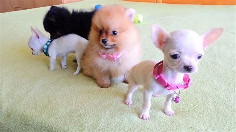 Akc, aca, ica, ckc, and apri registered pets available. Pomeranian and Chihuahua Puppies for Sale - YouTube
