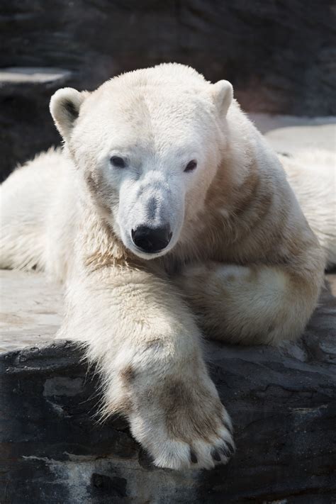 Polar Bear Free Stock Photo Public Domain Pictures