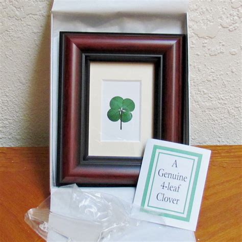 Personalized Real Four Leaf Clover Mahogany Frame