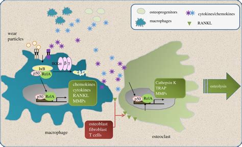 Novel Biological Strategies For Treatment Of Wear Particle Induced