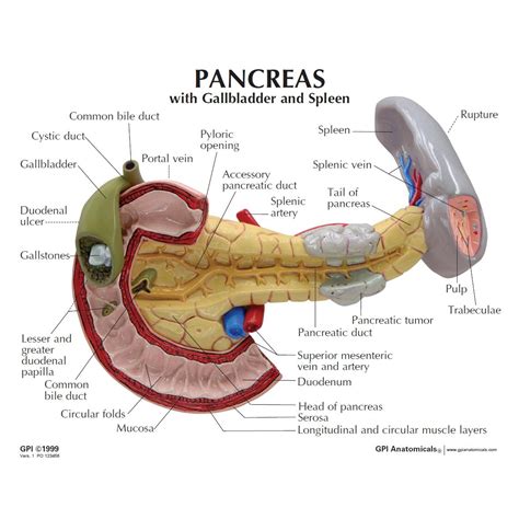 Human Anatomy Model Pancreas Spleen Duodenum Gallbladder Anatomical My XXX Hot Girl