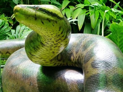 The average cobra or rattlesnake weighs about 10 pounds and can easily fit into a small suitcase. Titanoboa | Serpiente Gigante | Colombia - Ciencia y ...