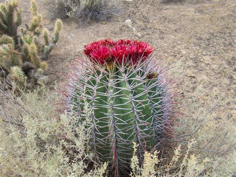 Cannundrums Sonoran Barrel Cactus