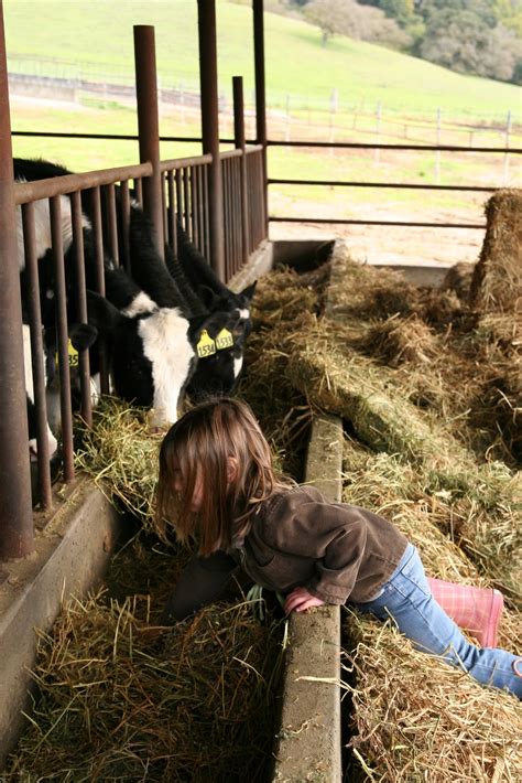 The Wife Of A Dairyman Churned In Cali A Kid And A Calf