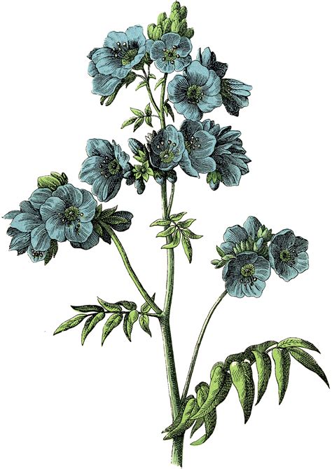 11 Picture Of A Blue Flower The Graphics Fairy